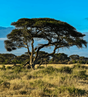 1-Month Nairobi Tour Package